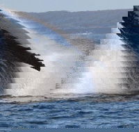 Jervis Bay Whale Watching Tour - Northern Rivers Accommodation