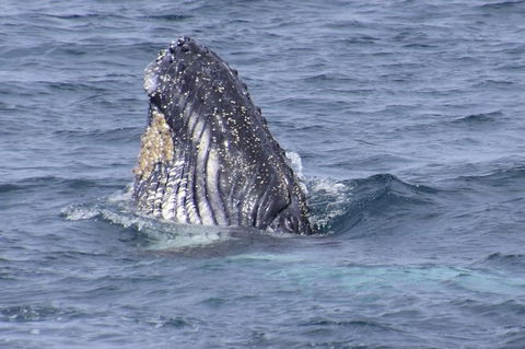 Jervis Bay Whale Watching Tour - Northern Rivers Accommodation 4