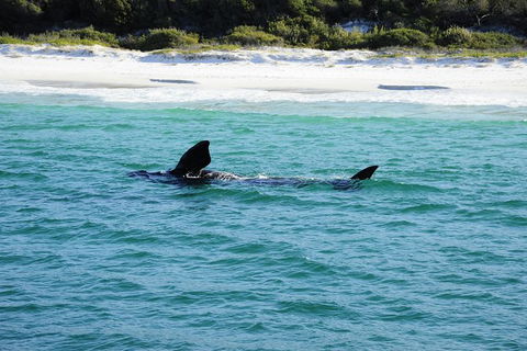 Jervis Bay Whale Watching Tour - Northern Rivers Accommodation 5
