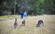 Private Blue Mountains And Winery Day-Trip From Sydney - thumb 6
