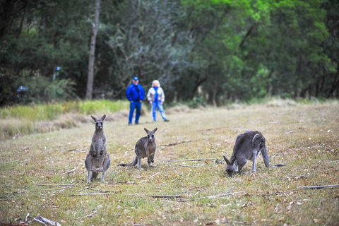 Private Blue Mountains And Winery Day-Trip From Sydney - Northern Rivers Accommodation 6