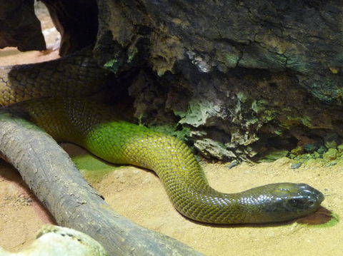WILD LIFE Sydney Entrance Ticket - Northern Rivers Accommodation 8