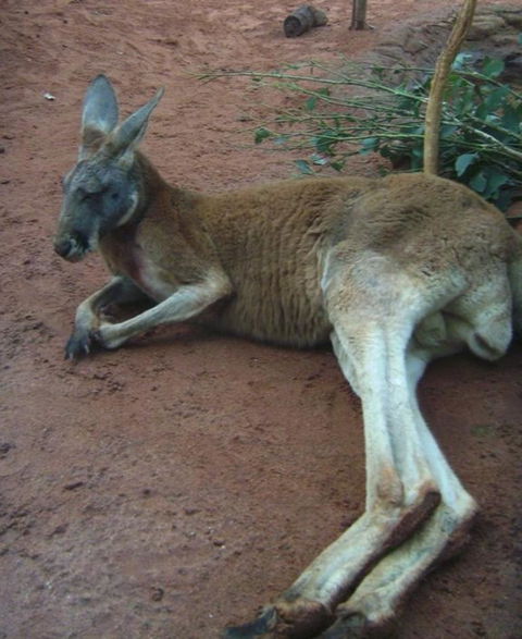 WILD LIFE Sydney Entrance Ticket - Northern Rivers Accommodation 13