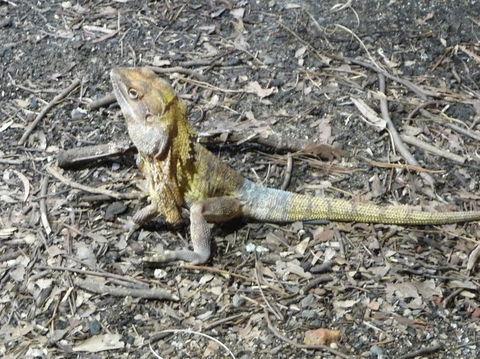 WILD LIFE Sydney Entrance Ticket - Northern Rivers Accommodation 9