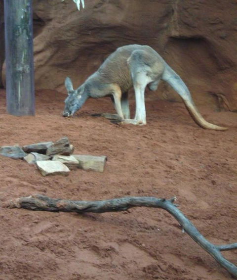 WILD LIFE Sydney Entrance Ticket - Northern Rivers Accommodation 14