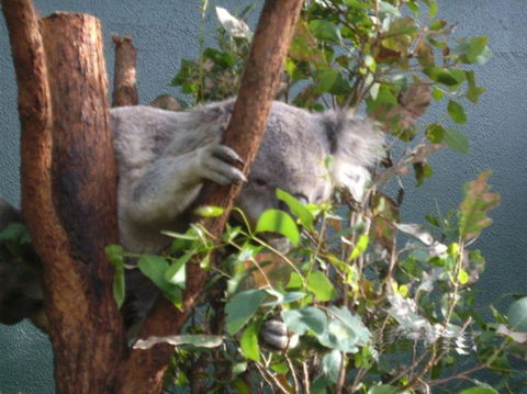 WILD LIFE Sydney Entrance Ticket - Northern Rivers Accommodation 16