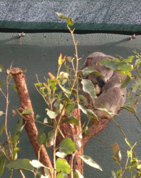 WILD LIFE Sydney Entrance Ticket - Northern Rivers Accommodation 15