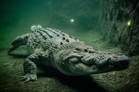 WILD LIFE Sydney Entrance Ticket - Northern Rivers Accommodation 0