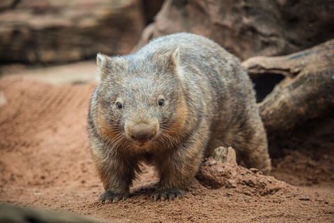 WILD LIFE Sydney Entrance Ticket - Northern Rivers Accommodation 20