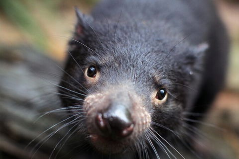 WILD LIFE Sydney Entrance Ticket - Northern Rivers Accommodation 19