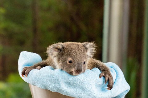 WILD LIFE Sydney Entrance Ticket - Northern Rivers Accommodation 25
