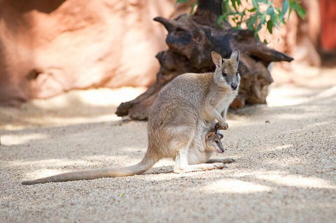 WILD LIFE Sydney Entrance Ticket - Northern Rivers Accommodation 21