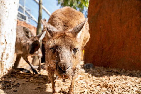 WILD LIFE Sydney Entrance Ticket - Northern Rivers Accommodation 24