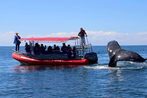 Byron Bay Whale Watching Cruise - Northern Rivers Accommodation 0