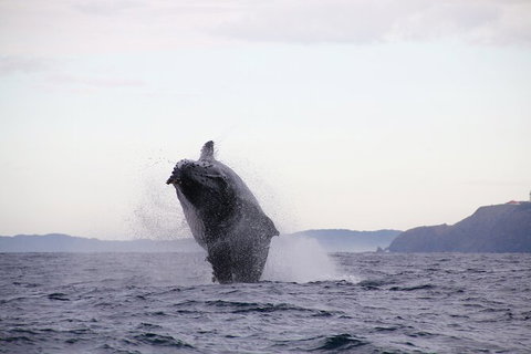 Byron Bay Whale Watching Cruise - Northern Rivers Accommodation 9