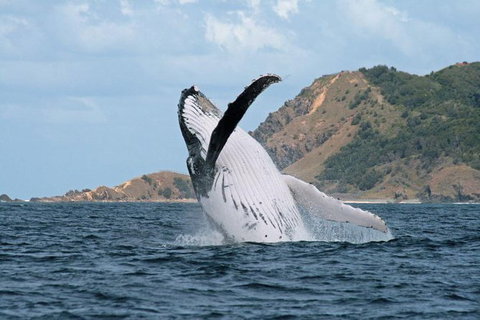 Byron Bay Whale Watching Cruise - Northern Rivers Accommodation 7