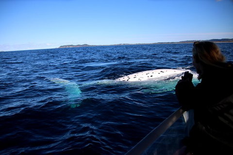 Byron Bay Whale Watching Cruise - Northern Rivers Accommodation 8