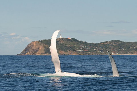 Byron Bay Whale Watching Cruise - Northern Rivers Accommodation 4