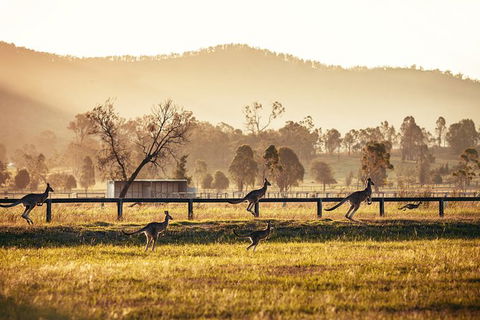 Private Luxury Hunter Valley Day Tour From Sydney - Northern Rivers Accommodation 3