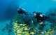 Agincourt Reef - thumb 2