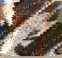 Bees on Keswick Island - Northern Rivers Accommodation