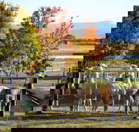 Blackwattle Alpaca Farm - Northern Rivers Accommodation