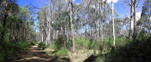 Blue Range Camping And Picnic Area - Northern Rivers Accommodation 1