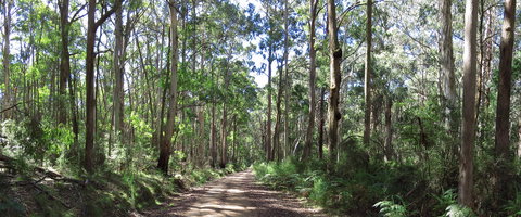 Blue Range Camping And Picnic Area - Northern Rivers Accommodation 2