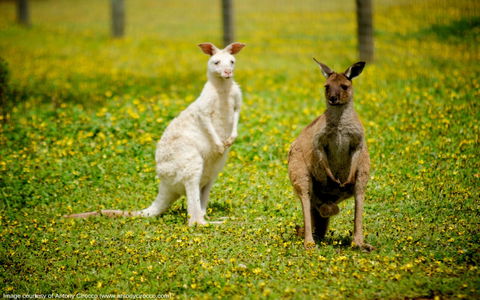 Bordertown Wildlife Park - Northern Rivers Accommodation 0