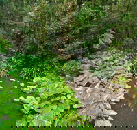 Brindle Creek Walking Track - Northern Rivers Accommodation
