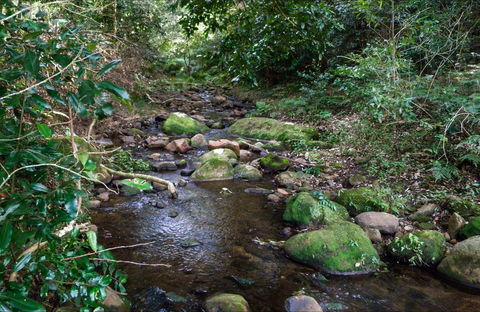 Cascades Picnic Area - Northern Rivers Accommodation 0