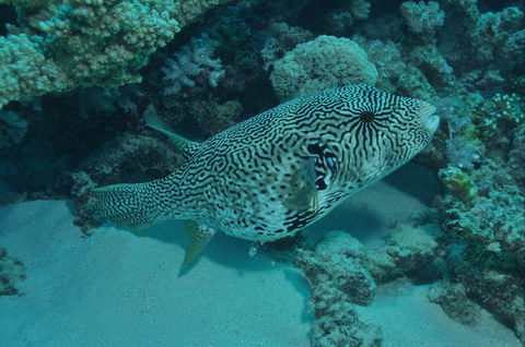 Frankland Islands Dive Site - Northern Rivers Accommodation 1
