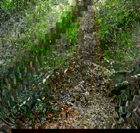 Iluka Nature Reserve - Northern Rivers Accommodation