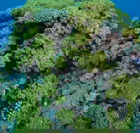 Keeper Reef Dive Site - Northern Rivers Accommodation