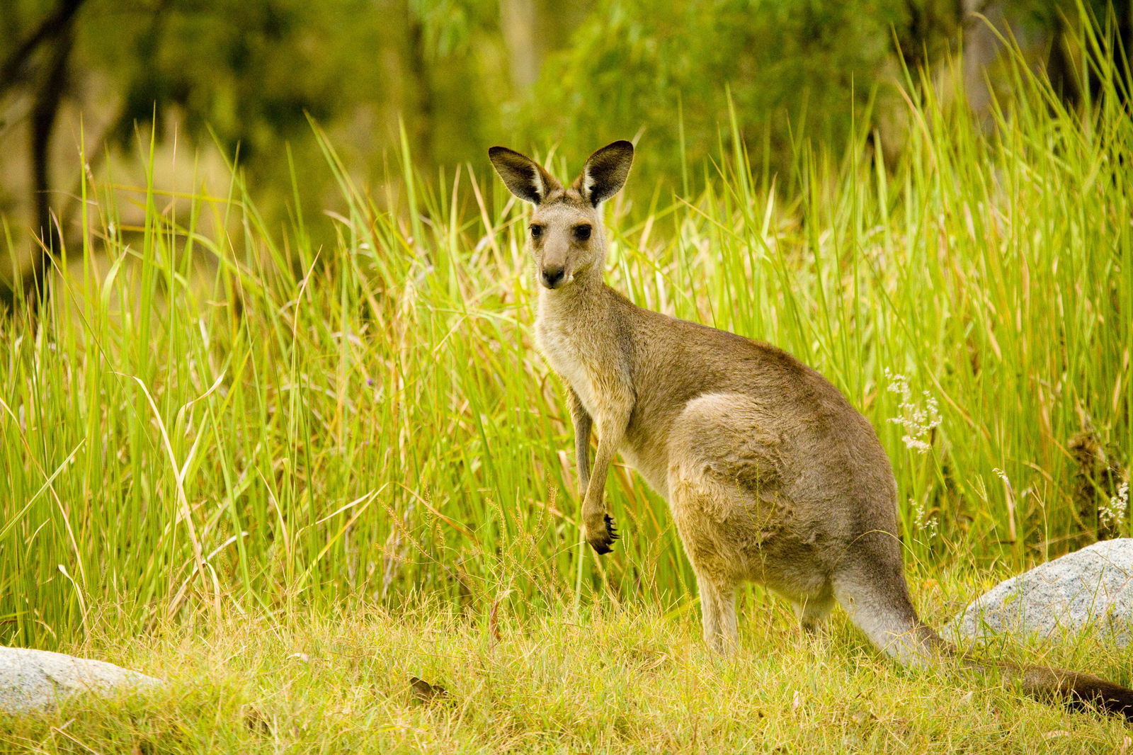 Perseverance QLD Northern Rivers Accommodation