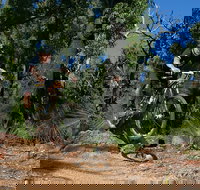 Scorpion Trail Kalamunda Mountain Bike Trails - Northern Rivers Accommodation