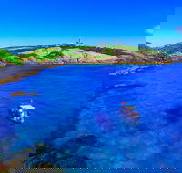 Snorkelling Montague Island - Northern Rivers Accommodation
