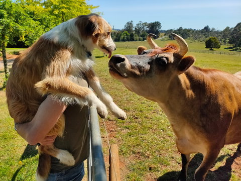 The Truffledore - Northern Rivers Accommodation 2
