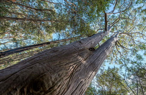 Wallumatta Nature Reserve - Northern Rivers Accommodation 0