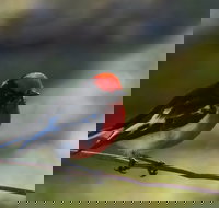 Weddin Bird Trails - Northern Rivers Accommodation