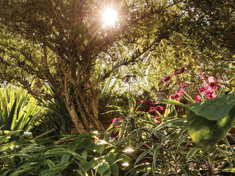 Wendy Whiteley's Secret Garden - Northern Rivers Accommodation 1