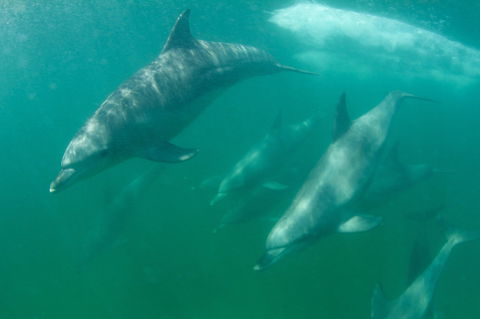 Wild Dolphin Watching - Northern Rivers Accommodation 1