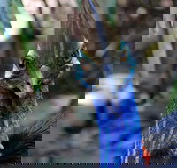 Wildlife Habitat - Northern Rivers Accommodation