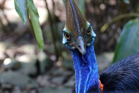 Wildlife Habitat - Northern Rivers Accommodation 0