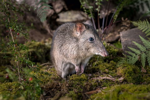 Wildlife Wonders - Northern Rivers Accommodation 0