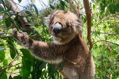 Wildlife Wonders - Northern Rivers Accommodation 1