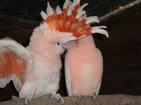 Birdland Animal Park - Northern Rivers Accommodation 1
