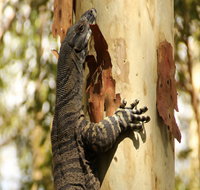 Blue Gum Hills Regional Park - Northern Rivers Accommodation