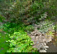 Brindle Creek Picnic Area - Northern Rivers Accommodation