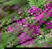 Cassinia Walking Track - Northern Rivers Accommodation
